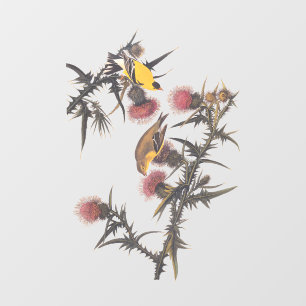Autocollant Pour Fenêtre Oiseaux américains d'Audubon Goldfinch