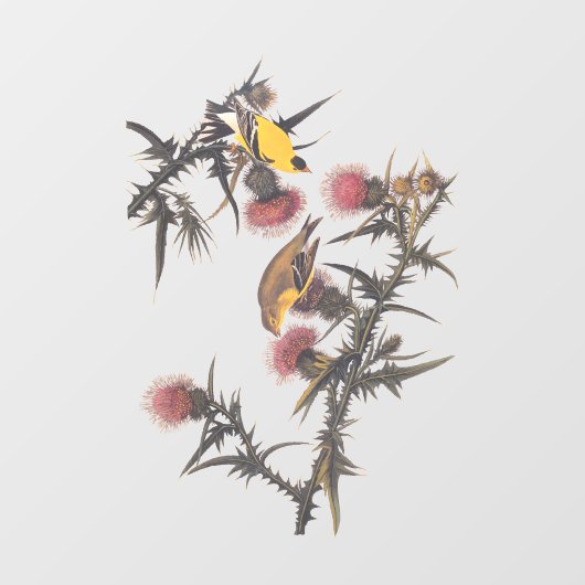 Autocollant Pour Fenêtre Oiseaux américains d'Audubon Goldfinch (Feuille)