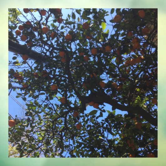 Autocollant Pour Fenêtre Orangers à Buenos Aires arboles naranjos (Feuille 3)