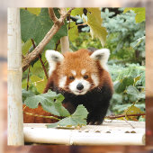 Autocollant Pour Fenêtre Panda rouge (Feuille 2)