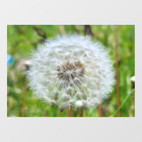Parfaite Pissenlit – Photographie Macro Botanique