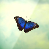 Autocollant Pour Fenêtre Petit Papillon bleu Morpho Clouture de la fenêtre (Feuille 3)