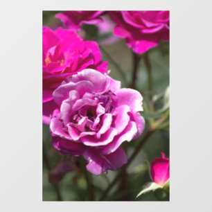 Autocollant pour fenêtre - Photographie de belles