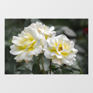 Autocollant pour fenêtre - Photographie de rose bl