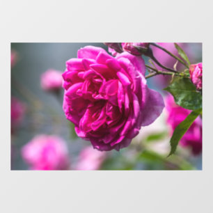 Autocollant pour fenêtre - Photographie de rose ro
