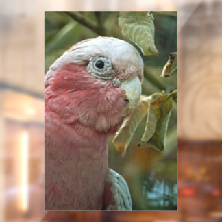 Autocollant Pour Fenêtre Portrait de Galah Cockatoo Rose Oiseau Australien