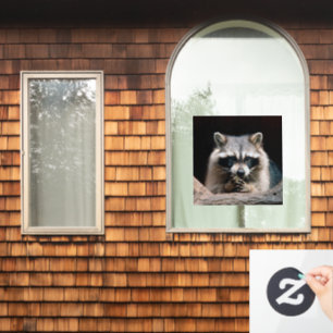 Autocollant Pour Fenêtre Raccoon 004
