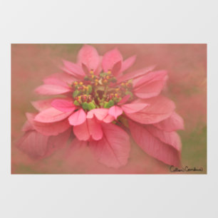 Autocollant Pour Fenêtre Rose Blush Poinsettias Art numérique