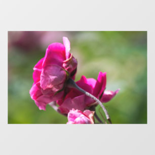 Autocollant pour fenêtre - Rose - Magenta Grace
