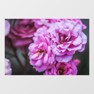 Autocollant pour fenêtre - Roses roses douces