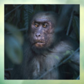 Autocollant Pour Fenêtre Singe dans la jungle (Feuille 3)