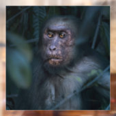 Autocollant Pour Fenêtre Singe dans la jungle (Feuille 2)