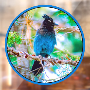Autocollant Pour Fenêtre Steller's Jay - Photographie originale