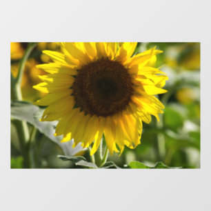 Autocollant pour fenêtre - Tournesol isolé dans un