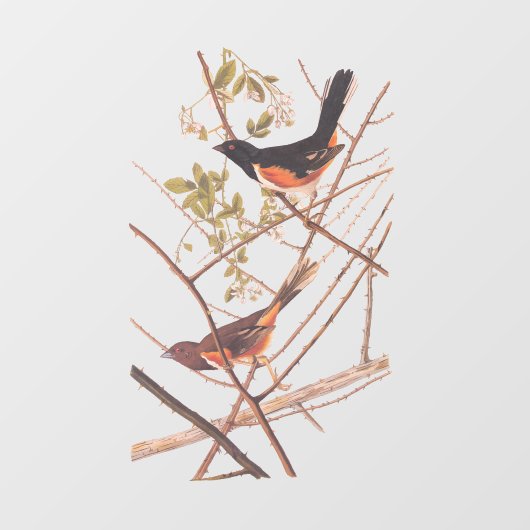 Autocollant Pour Fenêtre Towee Bunting Audubon Black and Orange Song Birds (Feuille)