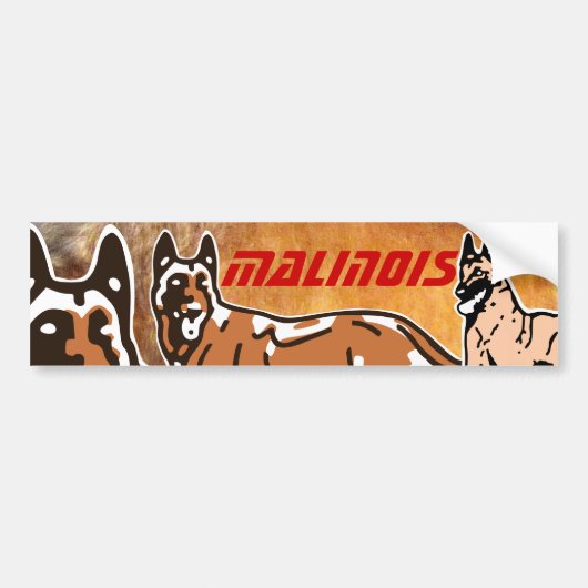 autocollant pour voiture malinois (Devant)
