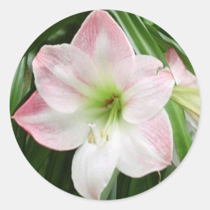 Autocollant romantique Apple Blossom Amaryllis