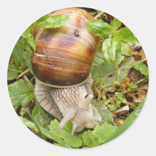 Autocollant rond avec escargot (Devant)