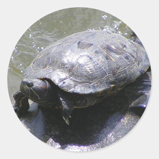 Autocollant rond avec tortue (Devant)