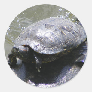 Autocollant rond avec tortue