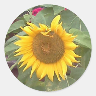 Autocollant rond avec tournesol