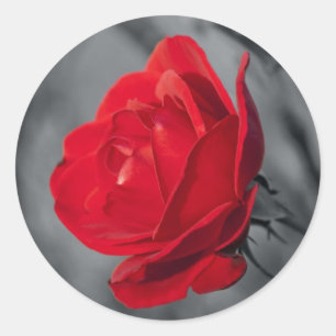 Autocollant Rond Rose Rouge