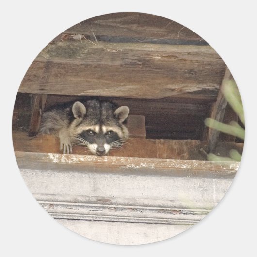 Autocollant Roofie Raccoon (Devant)