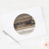 Autocollant Roofie Raccoon (Enveloppe)