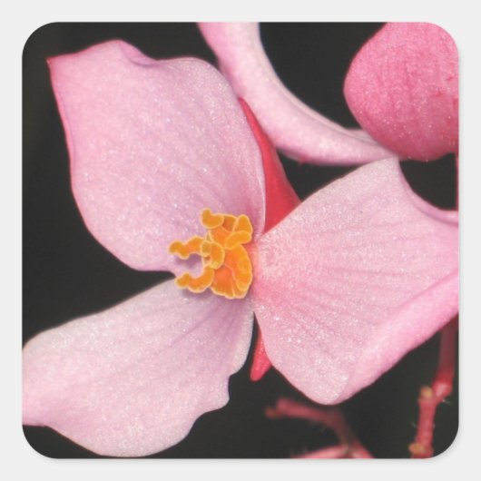 Autocollant rose Begonia (Devant)