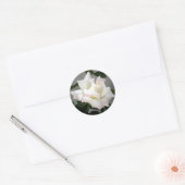 Autocollant rose blanche (Enveloppe)