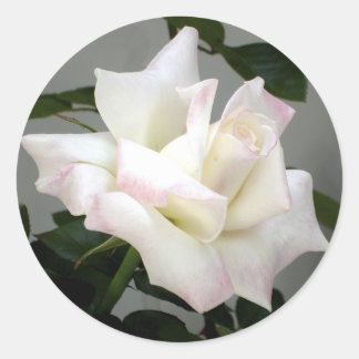 Autocollant rose blanche