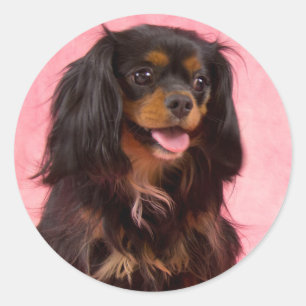 Autocollant rose Cavalier King Charles noir et feu