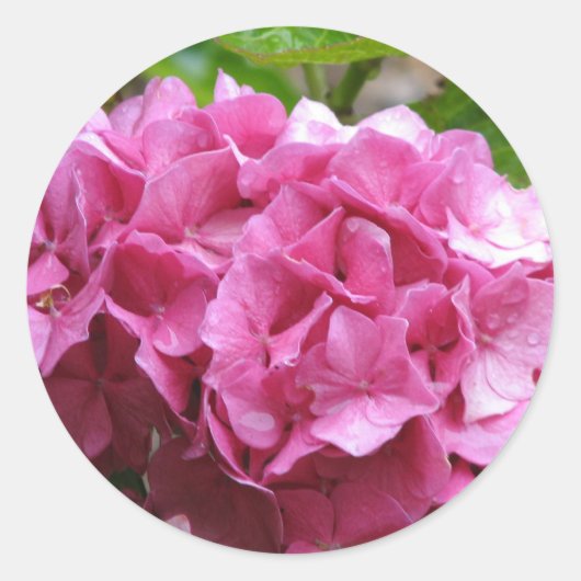 Autocollant rose Hydrangea (Devant)
