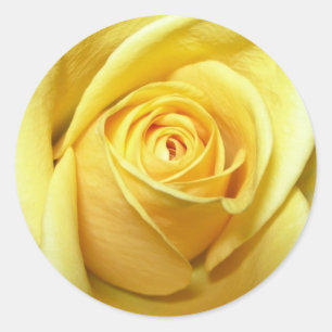 autocollant rose jaune
