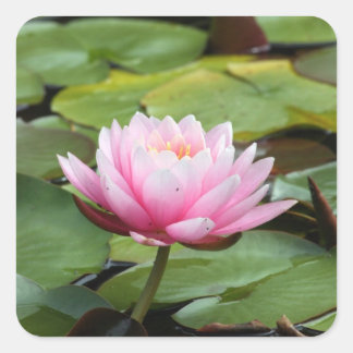 Autocollant rose Lily
