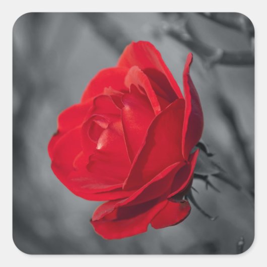 Autocollant Rose Rouge (Devant)