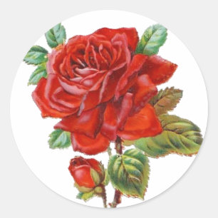 autocollant Rose Rouge Vintage