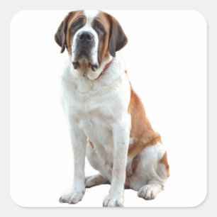 Autocollant Saint Bernard Chien Chien Chien Chien