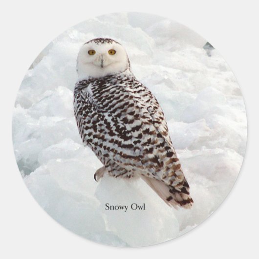 Autocollant Snowy Owl (Devant)