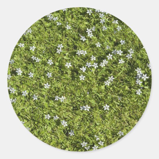 Autocollant Speedwell (Devant)