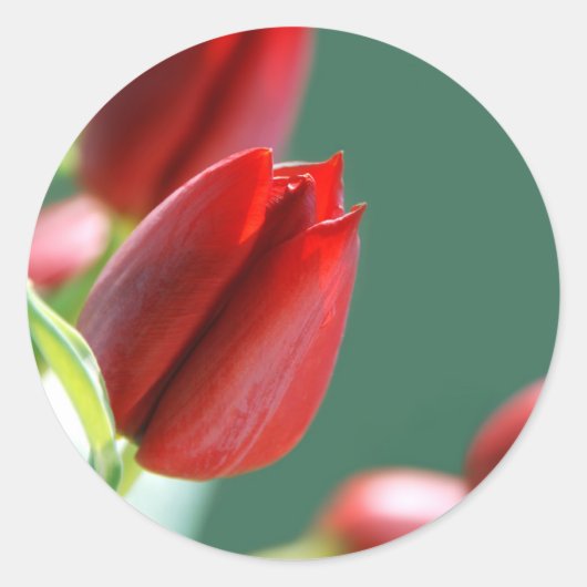 Autocollant Tulipes (Devant)