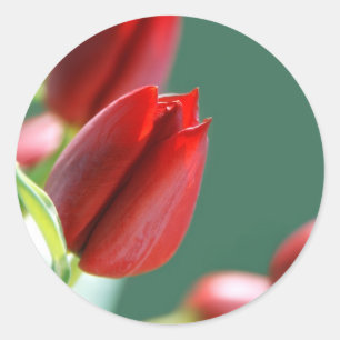 Autocollant Tulipes