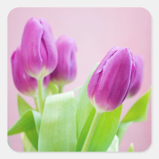 Autocollant tulipes violettes (Devant)