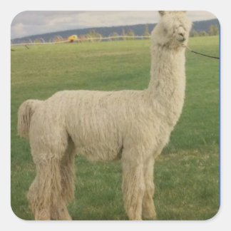 Autocollant Va Voom Alpaca