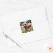 Autocollant Vache des Highlands (Enveloppe)