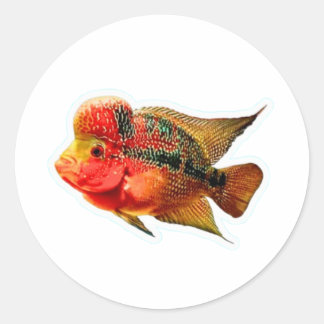Autocollant vibrant Cichlidé Flowerhorn, exotique