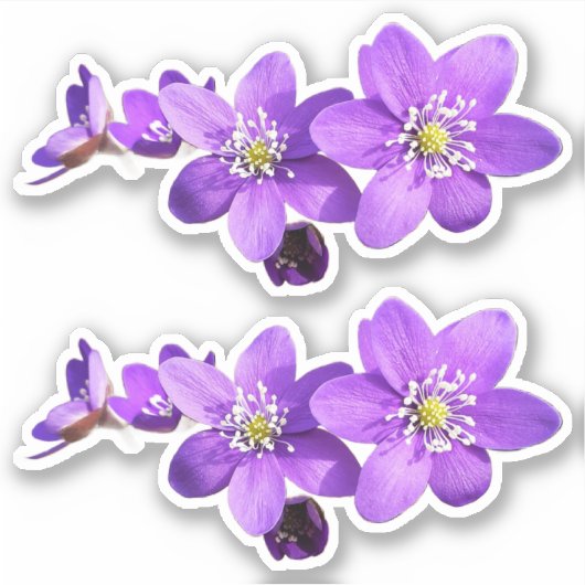 Autocollant vinyle de fleurs d'anémone hépatique v (Devant)