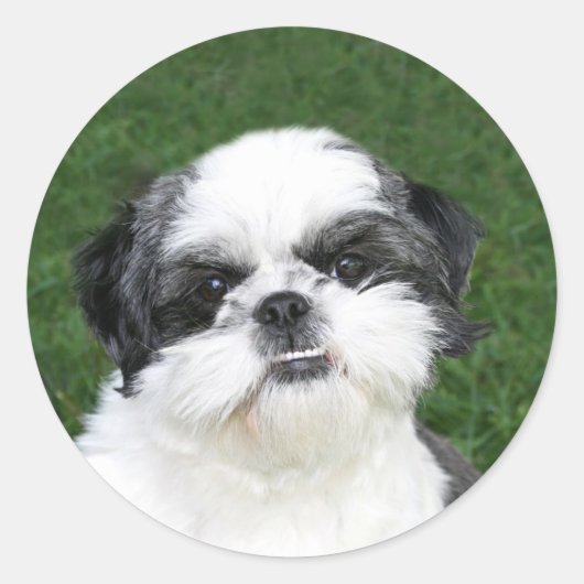 Autocollant visage Shih Tzu (Devant)