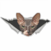 Autocollant voiture Sphynx autocollant chat Sphynx (Devant)