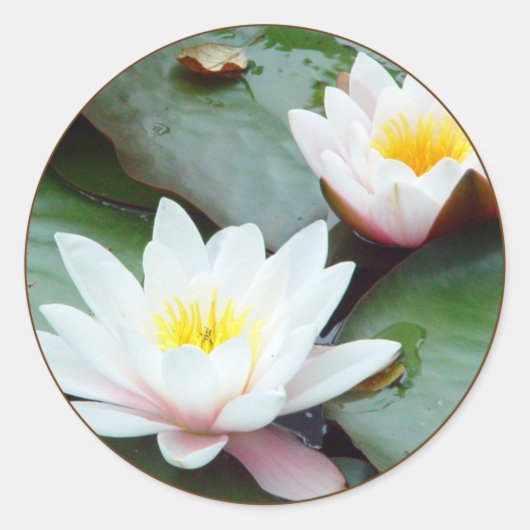 Autocollant Water Lilly (Devant)